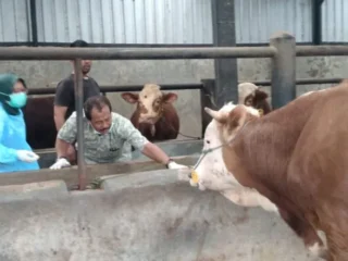 Jelang Idul Adha, Pasar Hewan di Kabupaten Tasikmalaya Diizinkan Beroperasi