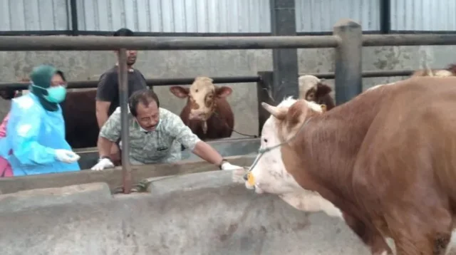 Jelang Idul Adha, Pasar Hewan di Kabupaten Tasikmalaya Diizinkan Beroperasi