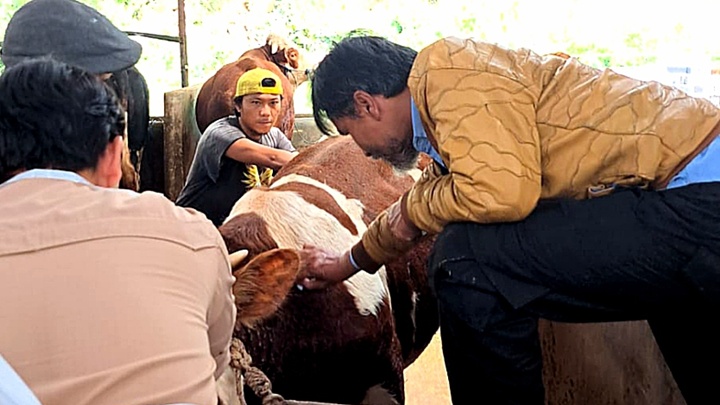 Tim Medis Bidang Peternakan DKP3 Kota Tasikmalaya melakukan vaksinasi ratusan ekor sapi di Kelurahan Sukalaksana, Kecamatan Bungursari pada Selasa 18 Februari 2025.